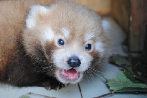 1442518221_red-panda-born-at-newquay-zoo