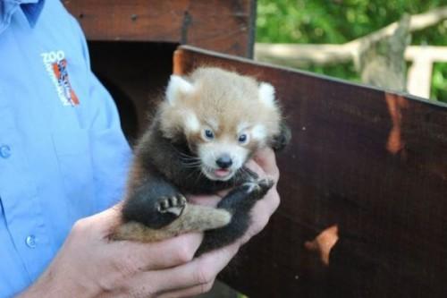 1442518241_baby-panda