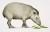 Tapirus kabomani