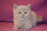 IMG-1415363408661-V