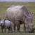 Ceratotherium simum