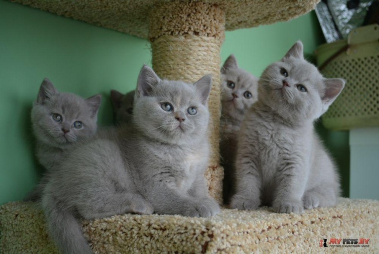 Питомник британских кошек «Noble Birth» в Минске