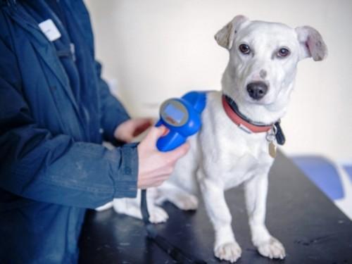 britain-dogs-microchips