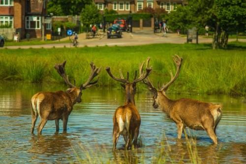 deer-839031_1280-676x450