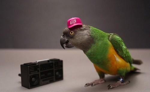 parrot_tricks