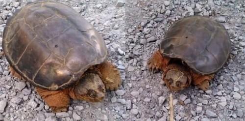 turtle