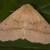 Crocallis dardoinaria