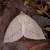 Descoreba simplex