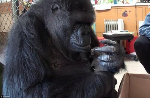 Koko-9