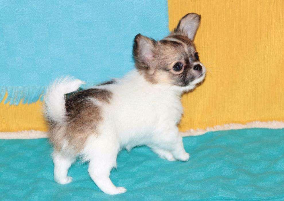 68247533_3_1000x700_potomki-multi-inter-chempiona-v-belorusi-dlsh-chihuahua-sobaki