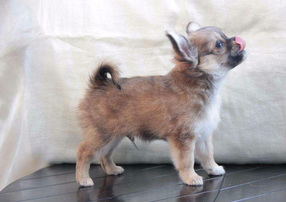 68247533_5_1000x700_potomki-multi-inter-chempiona-v-belorusi-dlsh-chihuahua-minskaya-oblast