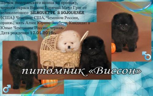 Грэг, 7 нед... - копия