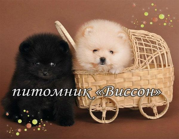 Грэг, Гектор 7 недель - копия