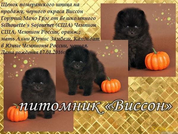 Грэг 7 недель. на рус.яз..