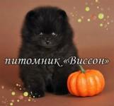 Грэг 7 недель -