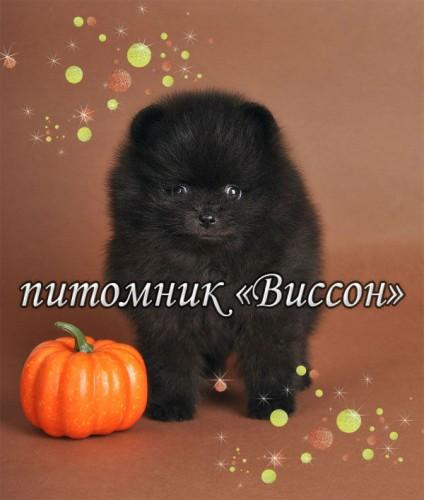 Грэг 7 нед