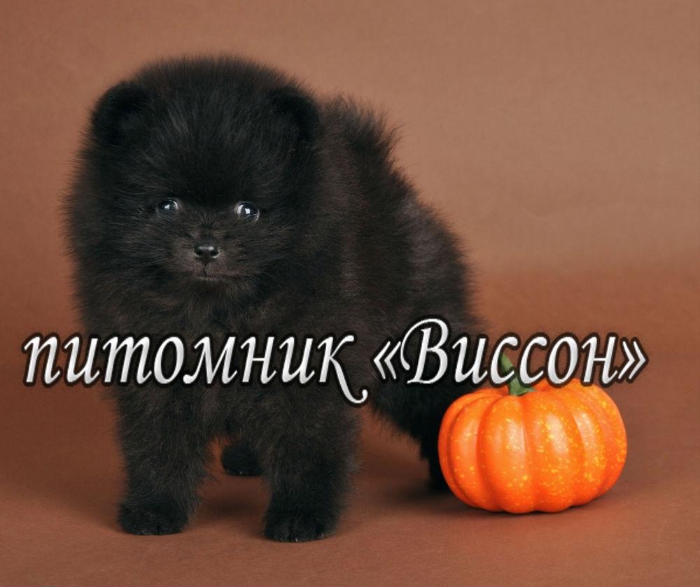 Грэг 7 недель для объявлений