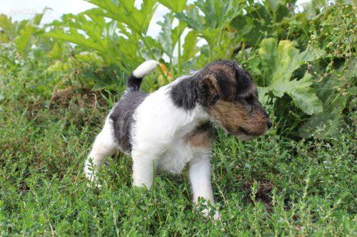 animals-dogs-fox-terrier-wire-43598.800