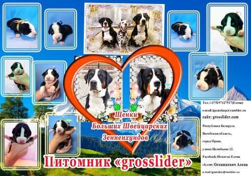 schenki_Bolshogo_Shvejcarskogo_Zennenhunda