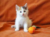 untitled_09311