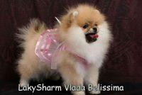 69541231_3_644x461_laki-sharm-vlada-belissima-pomeranskiy-karlikovyy-shpits-sobaki