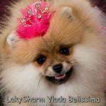 69541231_1_644x461_laki-sharm-vlada-belissima-pomeranskiy-karlikovyy-shpits-minsk