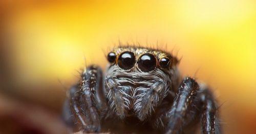 Молодая самка паука скакунчика Evarcha arcuata