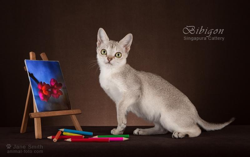 Котик породы Сингапура из питомника Бибигон