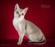 Котик породы Сингапура из питомника Бибигон