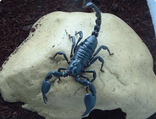heterometrus_cyaneus