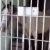 Лошадь угодила за решетку из-за разбитого автомобиля