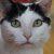Одинокая пенсионерка завещала полтора миллиона евро коту