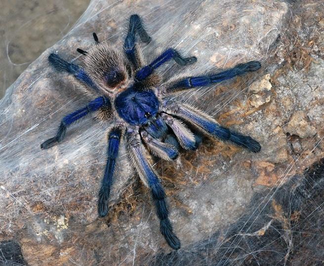 monocentropus_balfouri