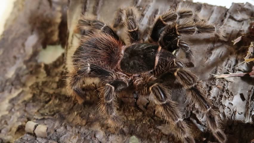 Lasiodora parahybana