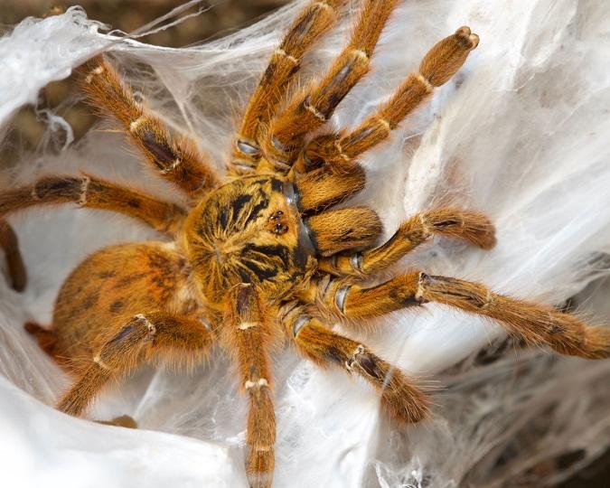 Pterinochilus-murinus-RCF