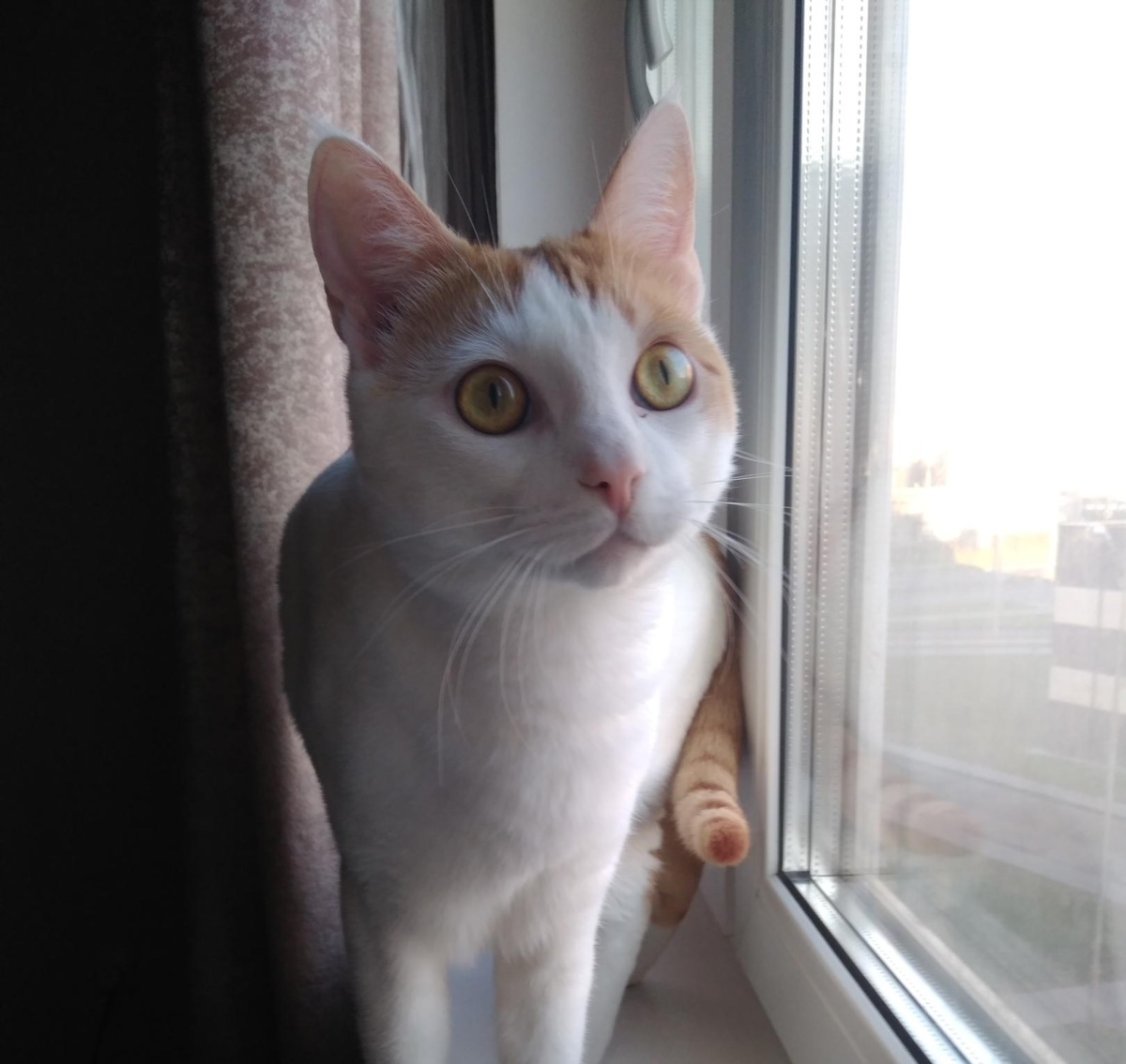 Кот Рыжик ищет верного друга!