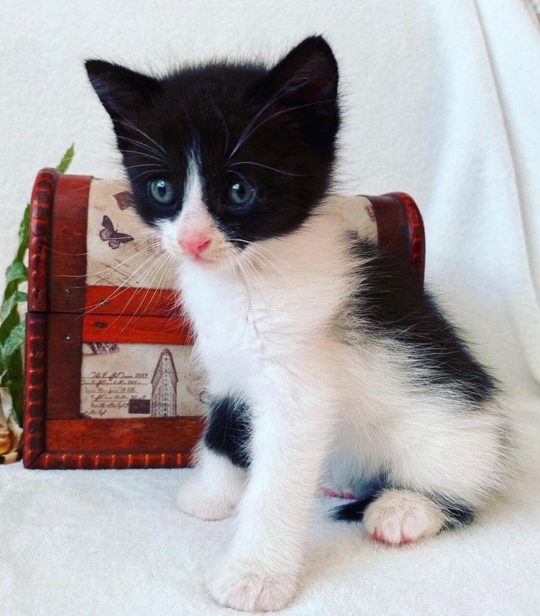 Котёнок срочно ищет дом