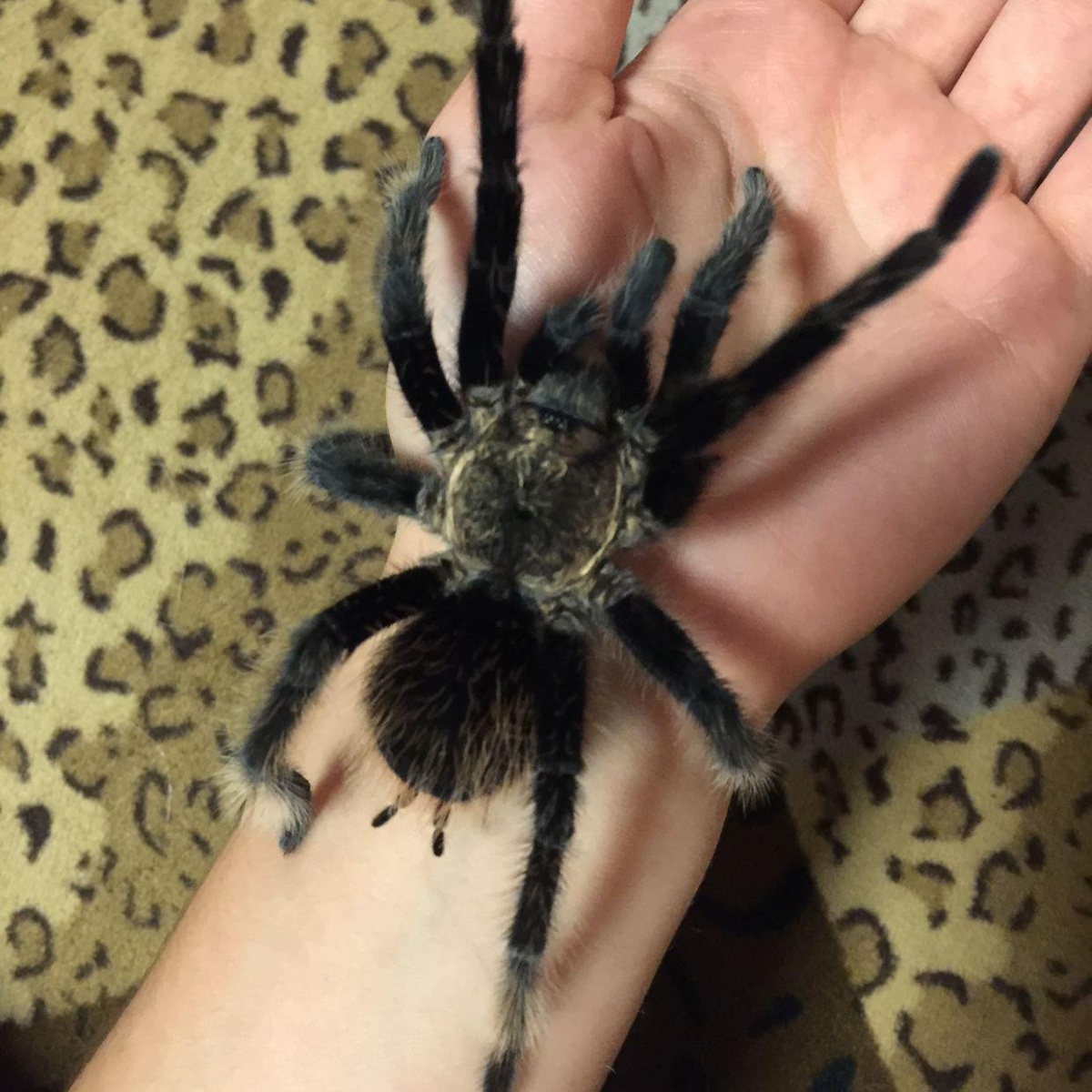 Паук птицеед  Brachypelma albiceps