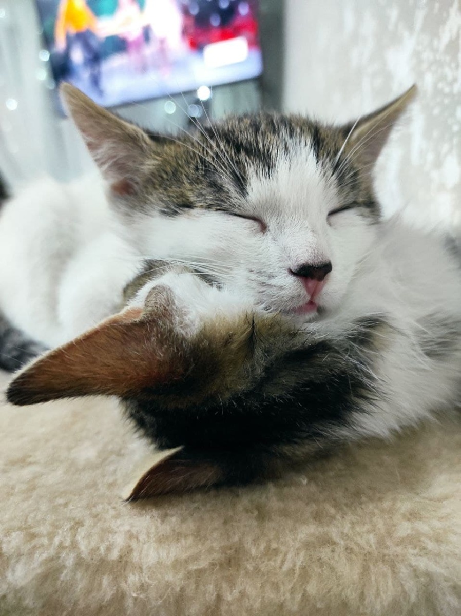 Котята мальчики 2-2,5 мес