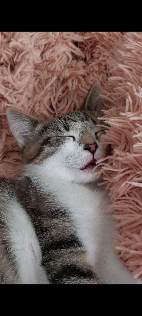 Люсик — ласковый котенок