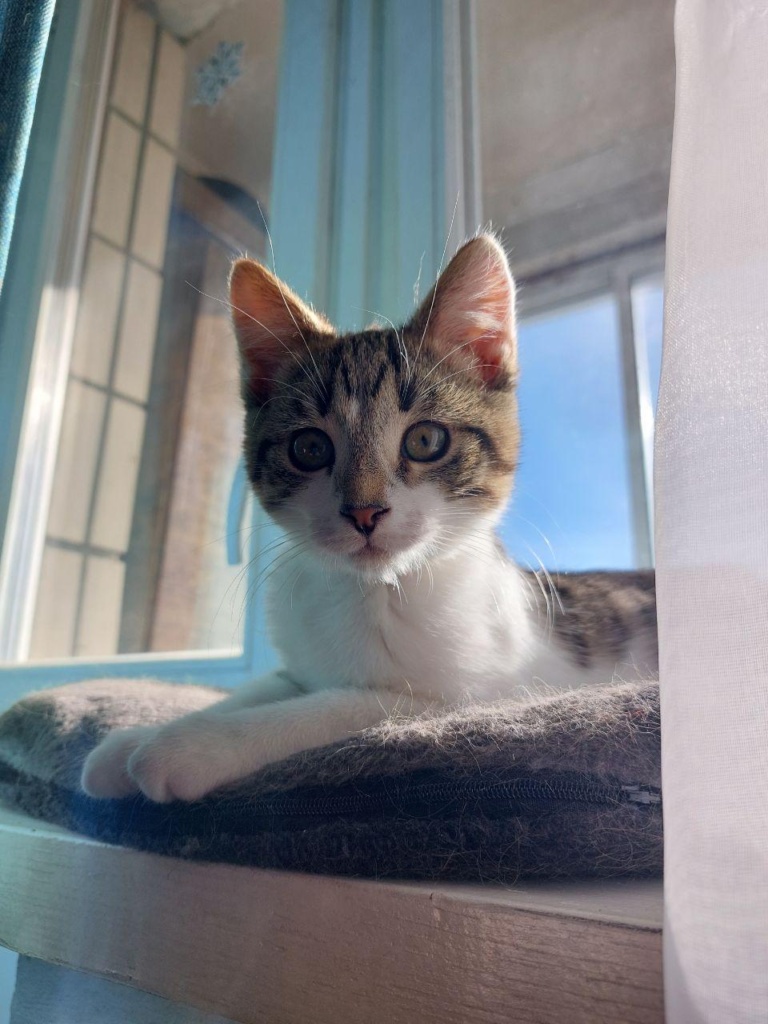 Люсик — ласковый котенок