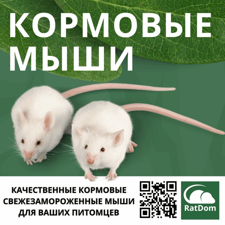 Кормовые мыши