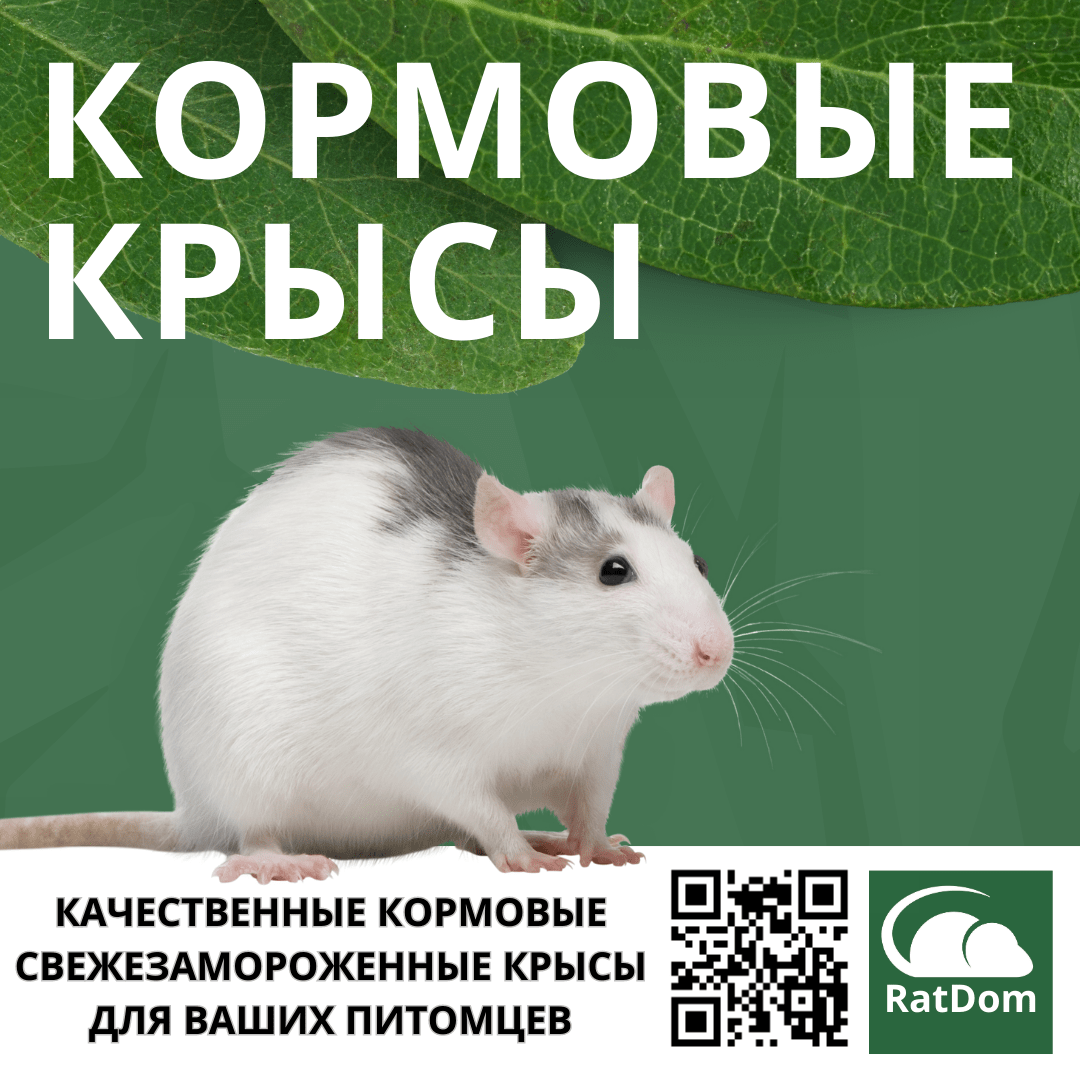 Кормовые крысы