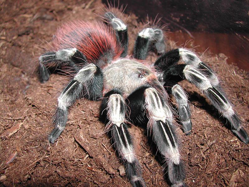 Nhandu chromatus2
