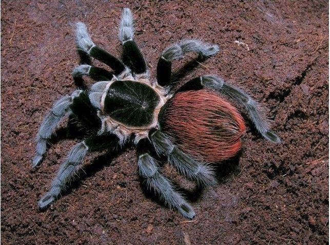brachypelma-vagans