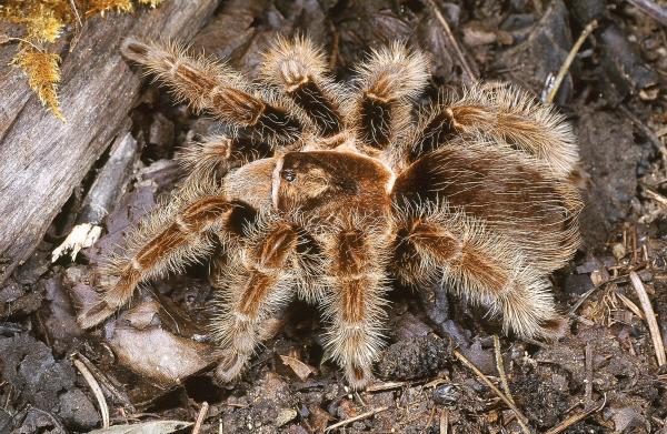 Brachypelma albopilosum