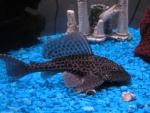Pterygoplichthys pardalis