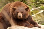 Ursus americanus cinnamomum
