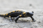 Salamandra