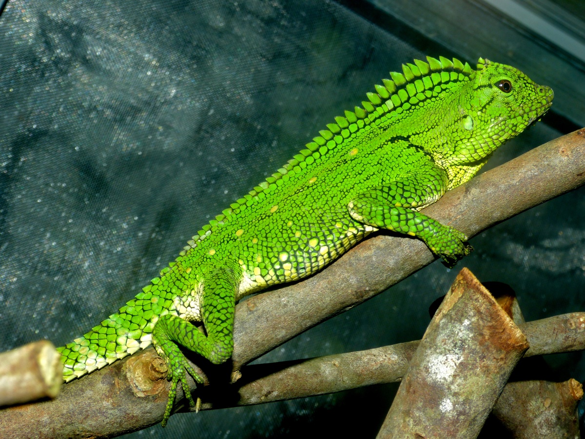Gonocephalus abbotti